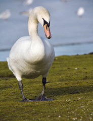 Königlicher Schwan II