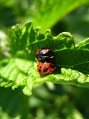 Marienkäfer