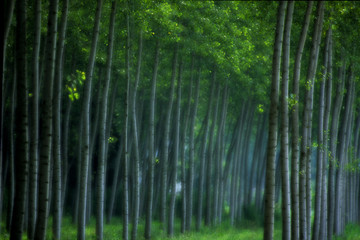 Obraz premium bosco incantato 122