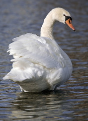 Königlicher Schwan III