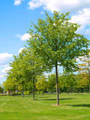 young green trees  in park