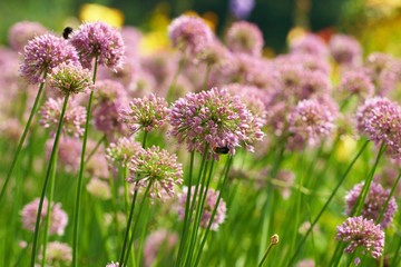 Flowers of some allium