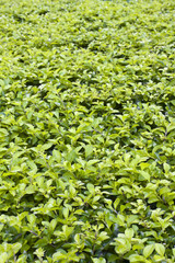 Field of fresh green grass