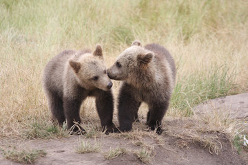 Brown bear