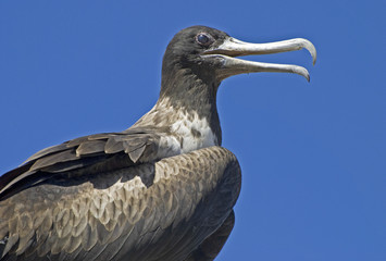 Closeup of the magnificent frigatebird