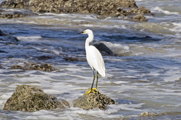 Snowy egret fishing by the Pacific Ocean