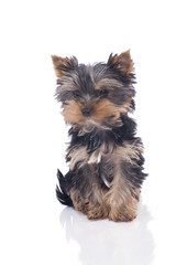 chiot yorkshire de 3 mois