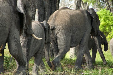 Elephants in Moremi Nature Reserve in Botswana