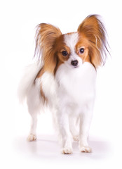 Dog of breed papillon