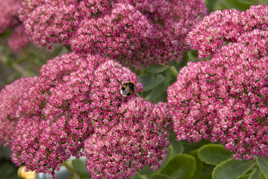 Pink kolanhoe flower in autumn park
