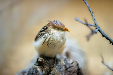 Guira cuckoo (lat. Guira guira)