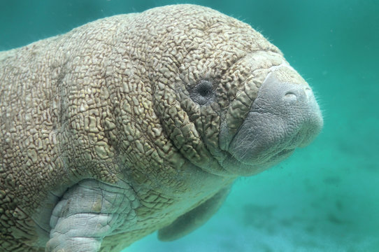 BABY Manatee Sea Cow