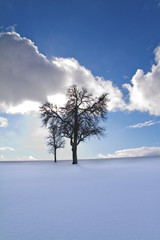 Fototapeta na wymiar Winter, Baum