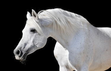 Obraz na płótnie Canvas Biały Koń samodzielnie na czarny