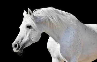 Rolgordijnen Paardrijden white horse isolated on black