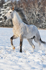 Plakat biały koń galop w zimie run