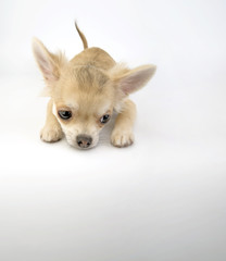 pale beige chihuahua puppy lying on white