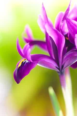Crédence de cuisine en plexiglas Iris iris dream