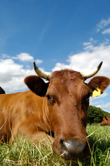 Cow face