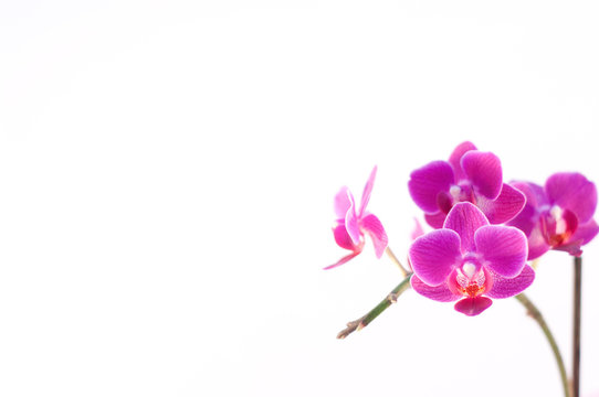 Orquidea Lila
