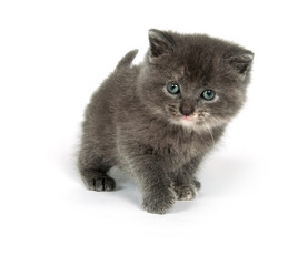 Cute gray kitten