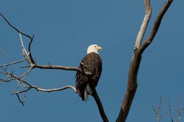 Bald eagle in a tree