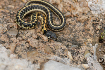 Thamnophis cyrtopsis