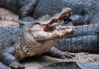 American alligator eating rat