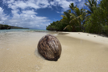 Coconut on tropical beach