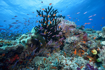 Fototapeta na wymiar Fiji Underwater