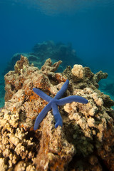 Starfish, Fiji