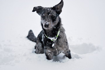 Mischling im Schnee