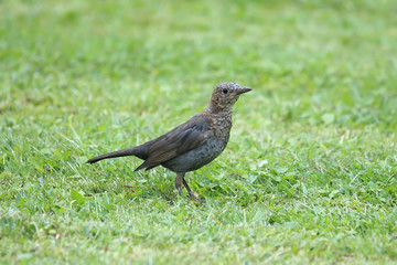 A cute blackbird