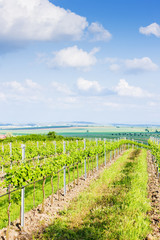 Fototapeta na wymiar vineyard Nebenfuhr, Lower Austria, Austria