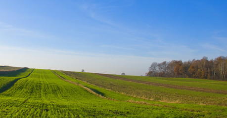 Fototapeta premium spring