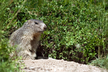 Naklejka na ściany i meble marmot in the nature