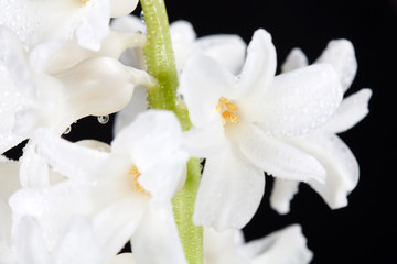 Obraz premium white pearl hyacinth