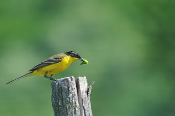 Yellow Wagtail