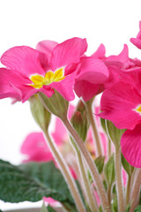 Pink primroses on the white