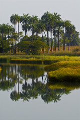 landscape of Casamance in Senegal
