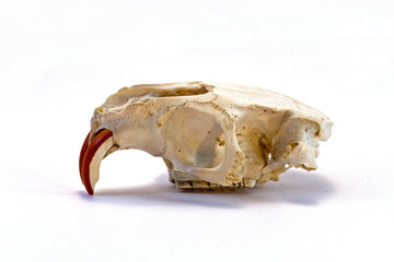 Crâne de ragondin (myocastor coypus)