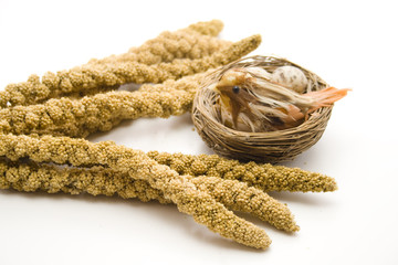 Vogelnest und Hirse