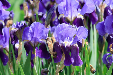 irises in a garden.