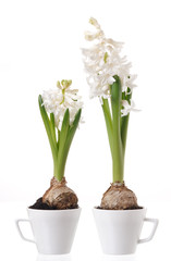 Hyacinth bulbs and flowers in a white cups
