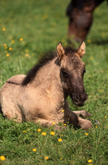 Fototapeta premium Gros plan sur un poulain poney highland couché