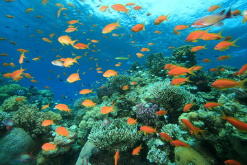 Naklejka na ściany i meble Tropical fish on a coral reef