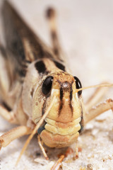 Heuschrecke 2