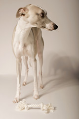 Schöner schlanker Hund mit Spielzeug