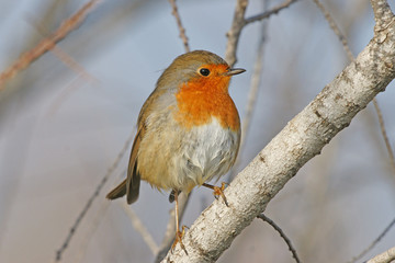 oiseau