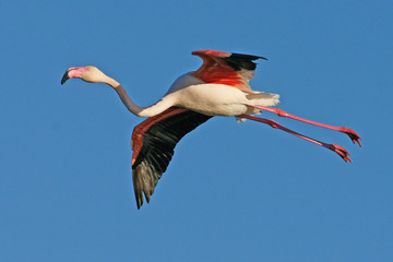 flamant rose © patrom